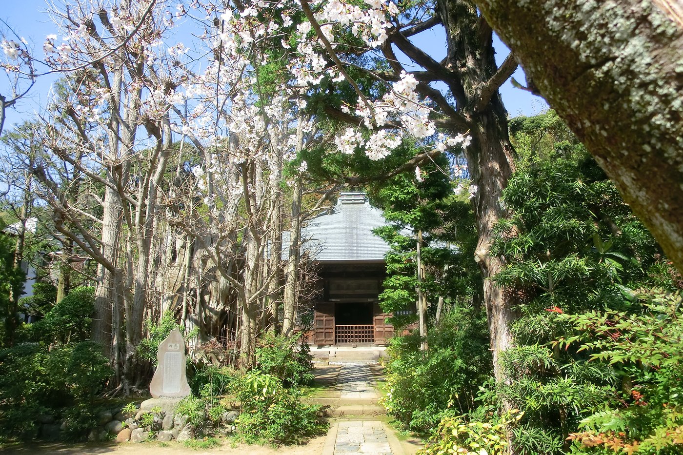 桜の時期の常楽寺の本堂（撮影：Twkz0731、ウィキメディア・コモンズ）｜鎌・くらんぽ（クランポック制作）